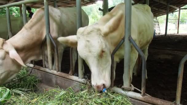 Bovinos Uma Fazenda Local Zona Rural Tailândia Criado Por Alimentação — Vídeo de Stock