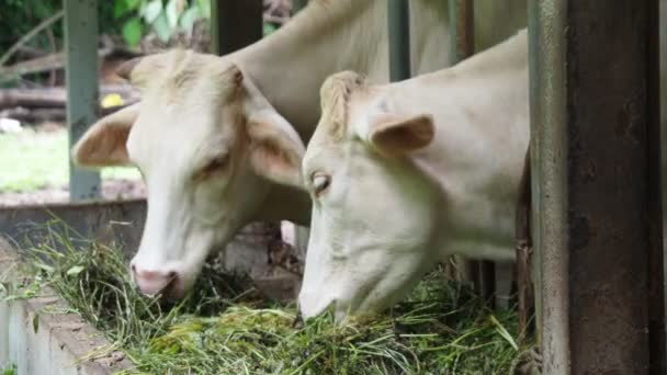 Hovězí Dobytek Místní Farmě Thajsku Chov Trávy Krmení — Stock video