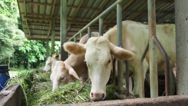 Rundvee Een Lokale Boerderij Het Platteland Van Thailand Opgevoed Door — Stockvideo