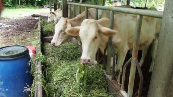 タイの農村部の地元の農場で牛の牛草の給餌によって育てられた — ストック動画