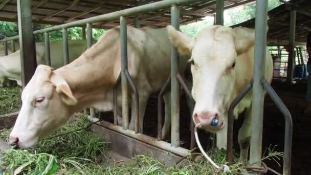 Bovinos Uma Fazenda Local Zona Rural Tailândia Criado Por Alimentação — Vídeo de Stock