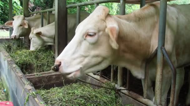 Rindvieh Auf Einem Bauernhof Ländlichen Thailand Das Durch Grasfütterung Aufgezogen — Stockvideo