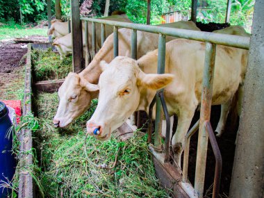 Tayland kırsalında küçük bir çiftlikte sığır yetiştiriyor.
