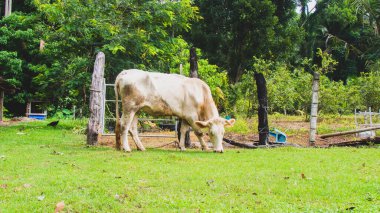 Tayland kırsalında küçük bir çiftlikte sığır yetiştiriyor.