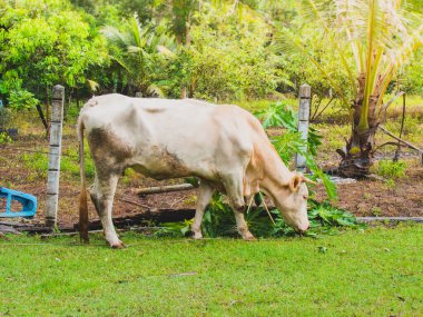 Tayland kırsalında küçük bir çiftlikte sığır yetiştiriyor.