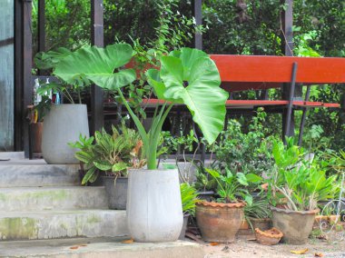 Güzel botanik fotoğrafı, doğal duvar kağıdı. 