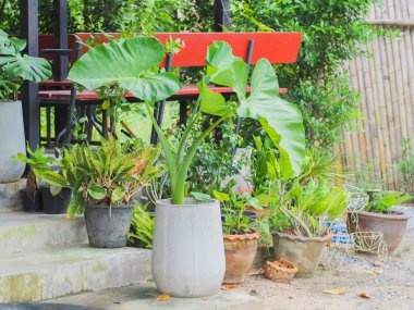 Güzel botanik fotoğrafı, doğal duvar kağıdı. 