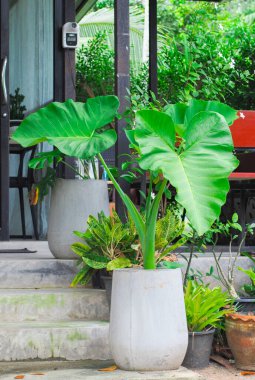 Güzel botanik fotoğrafı, doğal duvar kağıdı. 