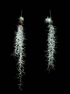 yeşil çim alfabesi siyah arkaplan üzerinde izole