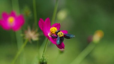 Tarladaki güzel pembe çiçekleri kapatın.