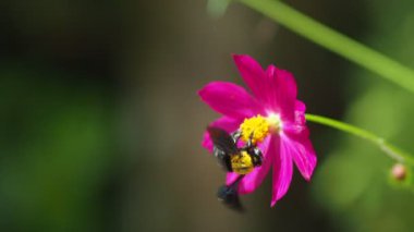 Tarladaki güzel pembe çiçekleri kapatın.