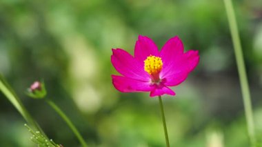 Tarladaki güzel pembe çiçekleri kapatın.