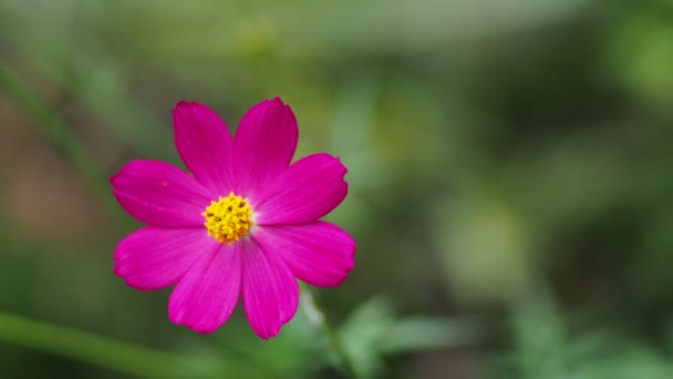 Nahaufnahme Von Schönen Rosafarbenen Blumen Auf Dem Feld — Stockvideo