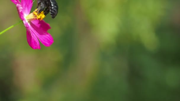 Close Van Mooie Roze Bloemen Het Veld — Stockvideo