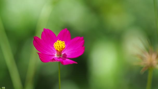 Close Van Mooie Roze Bloemen Het Veld — Stockvideo