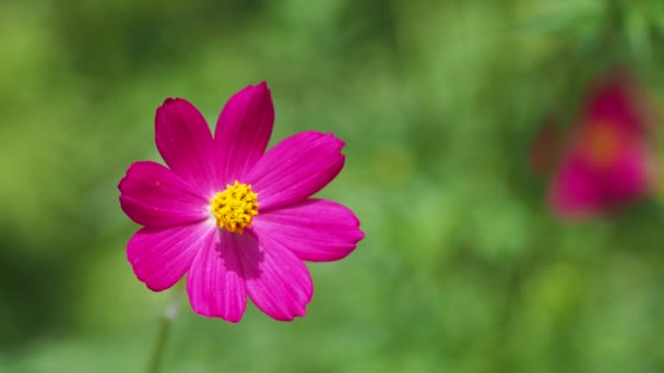 Κοντινό Πλάνο Των Όμορφων Ροζ Λουλουδιών Στον Τομέα — Αρχείο Βίντεο