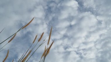 Garip bulutlar üzerinde çimenler