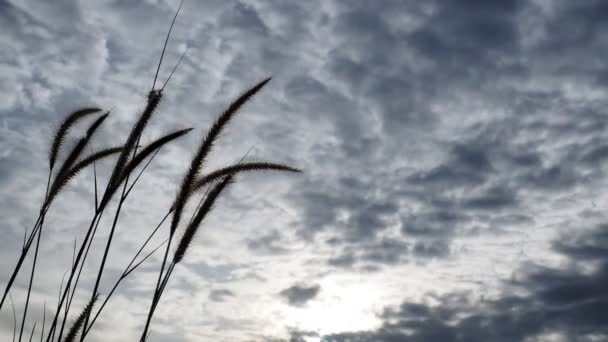 Hierba Sobre Extrañas Nubes Fondo — Vídeos de Stock