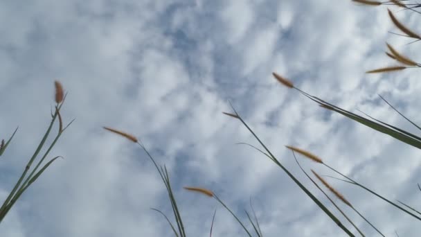 Трава Странном Фоне Облаков — стоковое видео