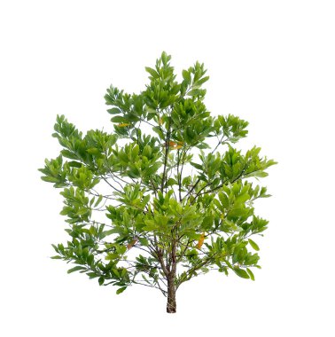 beyaz arkaplanda izole edilmiş yeşil ağaç 