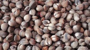 İşaretli beyaz midyenin üst görünümü, deniz ürünleri konsepti