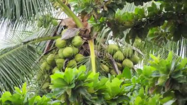 Kumsal hindistan cevizi ağaçları, deniz esintisi ile savruluyor.