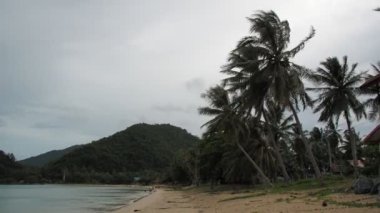Kumsal hindistan cevizi ağaçları, deniz esintisi ile savruluyor.