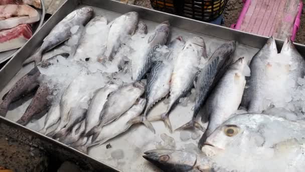 Viel Frischer Fisch Auf Dem Frischemarkt Thailand — Stockvideo