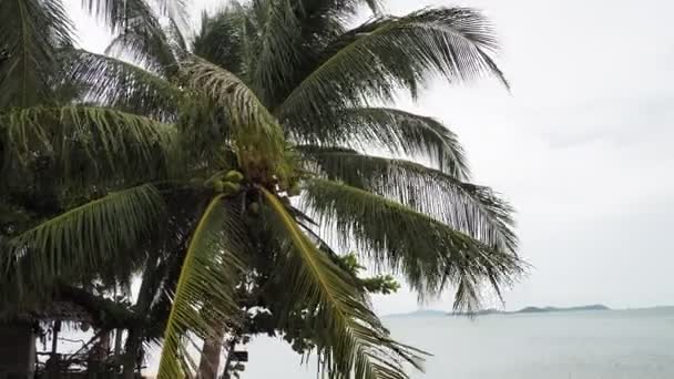 Пляжні Кокосові Дерева Підірвані Морським Бризом — стокове відео