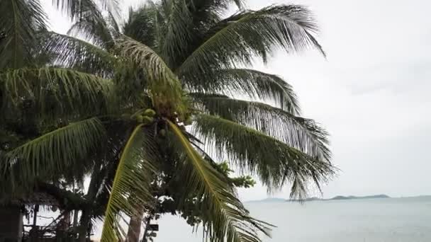 Plage Cocotiers Soufflés Par Brise Mer — Video