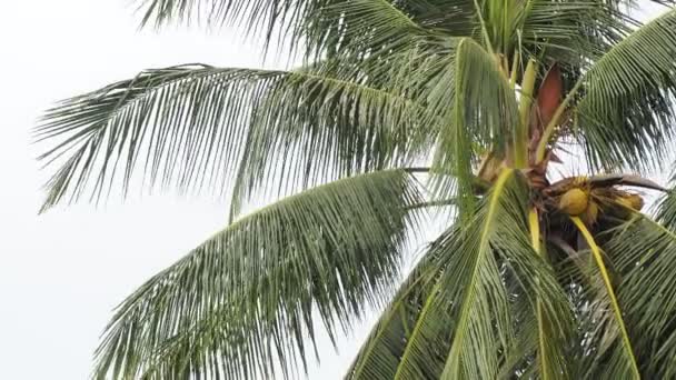 Пляжные Кокосовые Пальмы Развеваемые Морским Бризом — стоковое видео