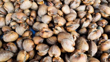 Pişirmek için taze deniz tarakları. Taze midyeler yemek pişirmek için temel malzemedir. Pazardaki istiridyeler