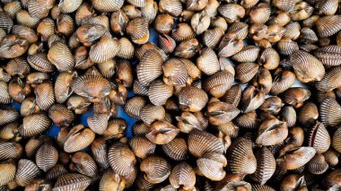 Pişirmek için taze deniz tarakları. Taze midyeler yemek pişirmek için temel malzemedir. Pazardaki istiridyeler