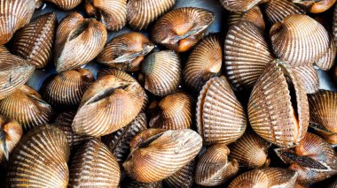 Pişirmek için taze deniz tarakları. Taze midyeler yemek pişirmek için temel malzemedir. Pazardaki istiridyeler