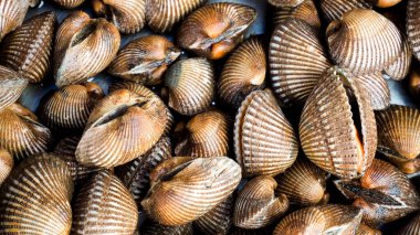 Pişirmek için taze deniz tarakları. Taze midyeler yemek pişirmek için temel malzemedir. Pazardaki istiridyeler