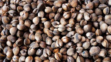 Pişirmek için taze deniz tarakları. Taze midyeler yemek pişirmek için temel malzemedir. Pazardaki istiridyeler