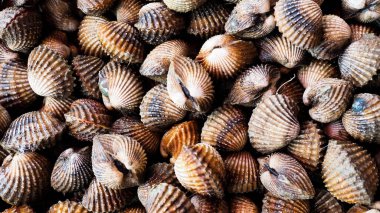 Pişirmek için taze deniz tarakları. Taze midyeler yemek pişirmek için temel malzemedir. Pazardaki istiridyeler