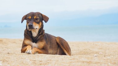 Köpekler sahilde mutlu oynarlar..
