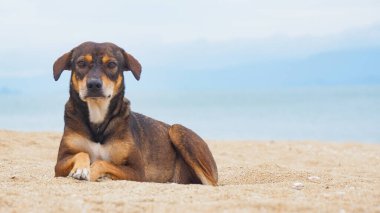 Köpekler sahilde mutlu oynarlar..