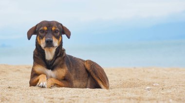 Köpekler sahilde mutlu oynarlar..