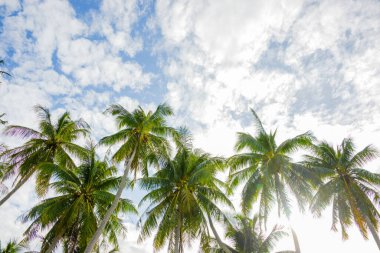 Deniz kenarındaki hindistan cevizi ağaçları güzel gökyüzüne ve doğaya sahiptir. arkaplan resmi olarak kullanmak için