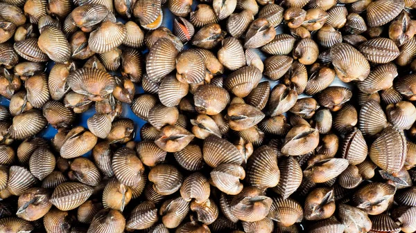 Pişirmek için taze deniz tarakları. Taze midyeler yemek pişirmek için temel malzemedir. Pazardaki istiridyeler