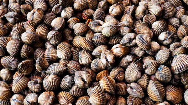 Pişirmek için taze deniz tarakları. Taze midyeler yemek pişirmek için temel malzemedir. Pazardaki istiridyeler