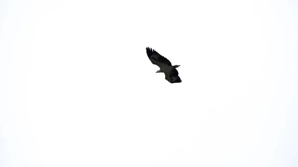 Foto Blanco Negro Cuervo Volando Cielo — Foto de Stock