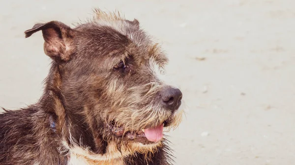Σκυλιά Παίζουν Χαρούμενα Στην Παραλία — Φωτογραφία Αρχείου