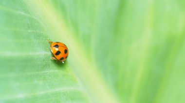 Yeşil yapraklı uğur böceğinin yakın çekimi