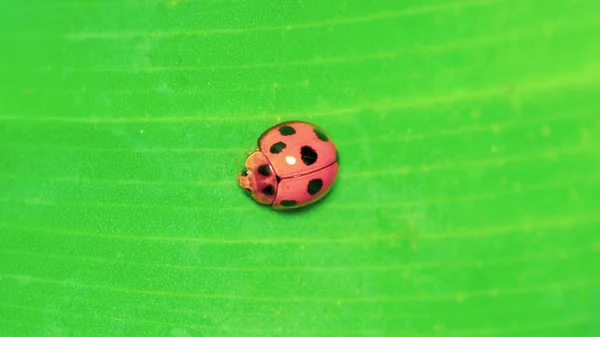 Close Ladybug Green Leaf — Stock Photo, Image