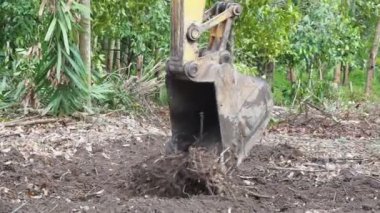 Ormanda eski ağaçları toplayan kazıcı manzarası