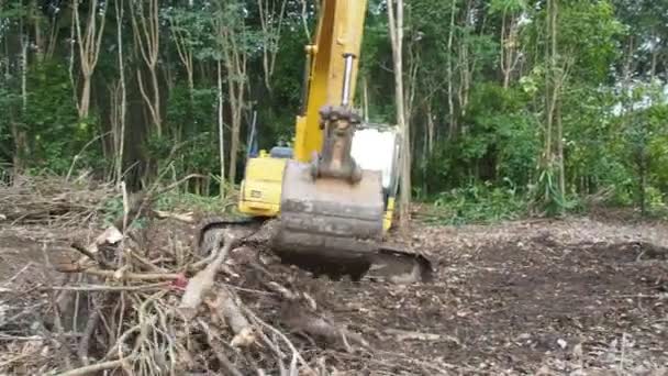 Vista Escavatore Nella Foresta Raccogliendo Alberi Secolari — Video Stock