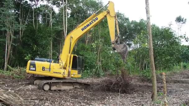 Vue Pelle Dans Forêt Ramassant Vieux Arbres — Video